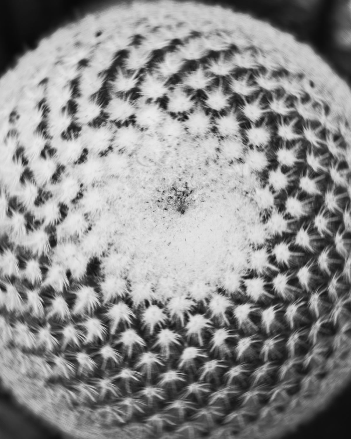 Botanical study in monochrome — cactus radial geometry