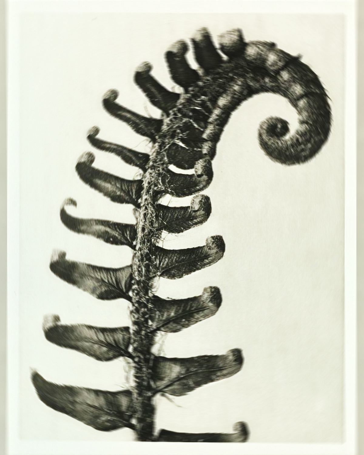 Archival plate — unfurling fern frond