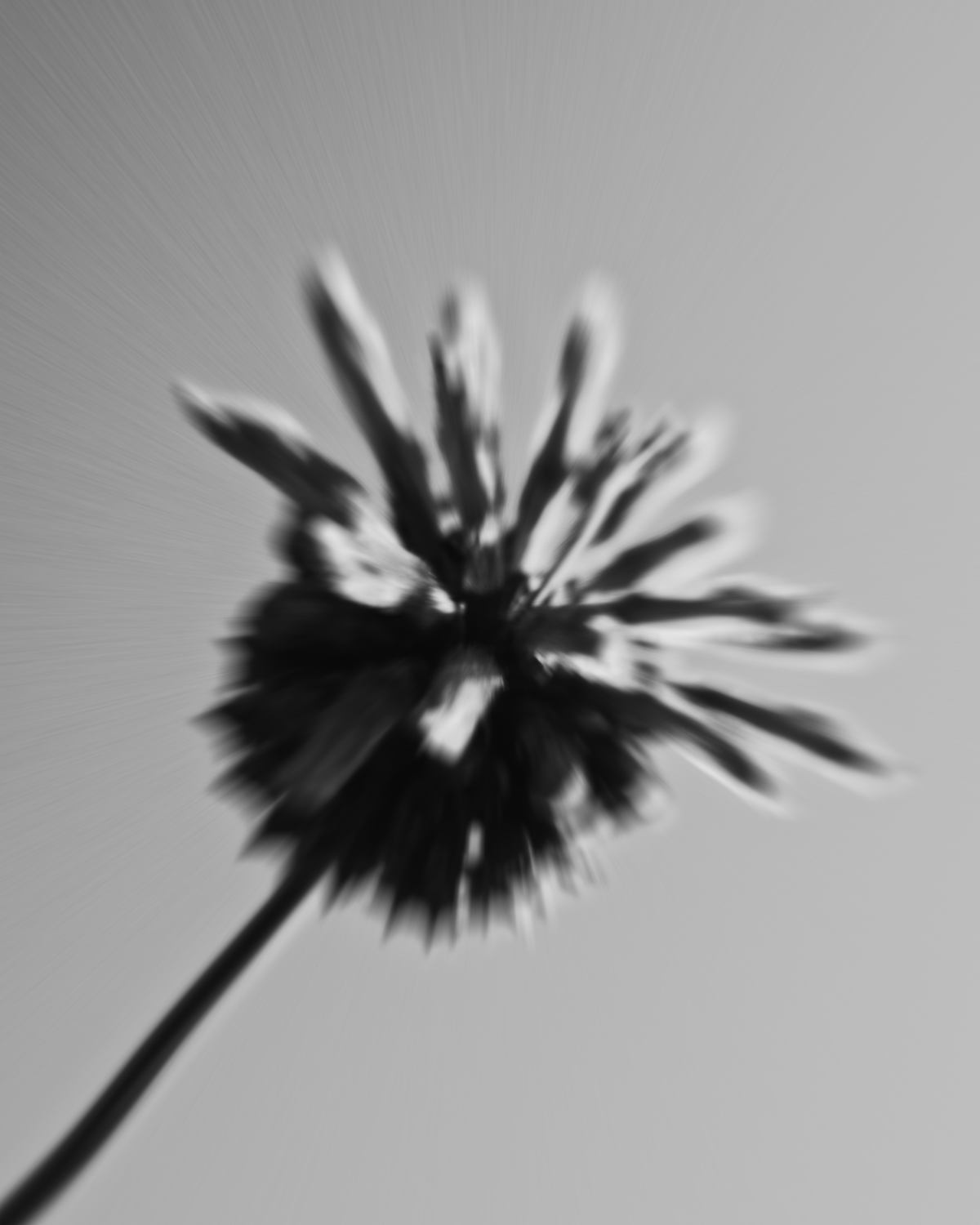 Botanical study in monochrome — bloom against the sky